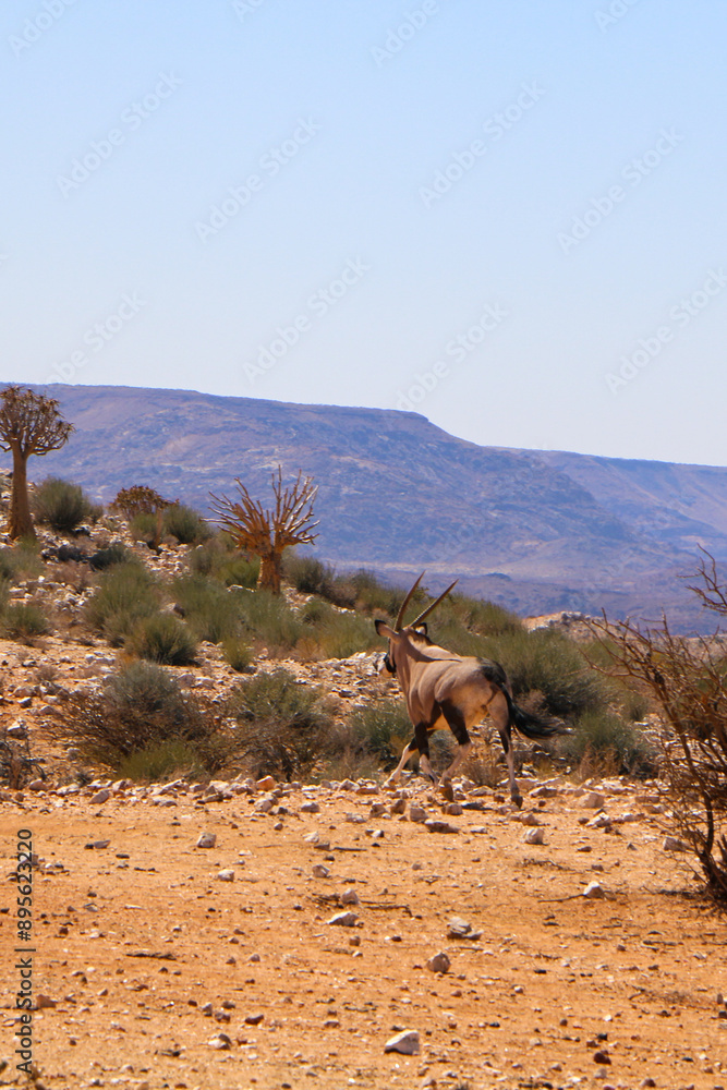Naklejka premium antelope in the desert