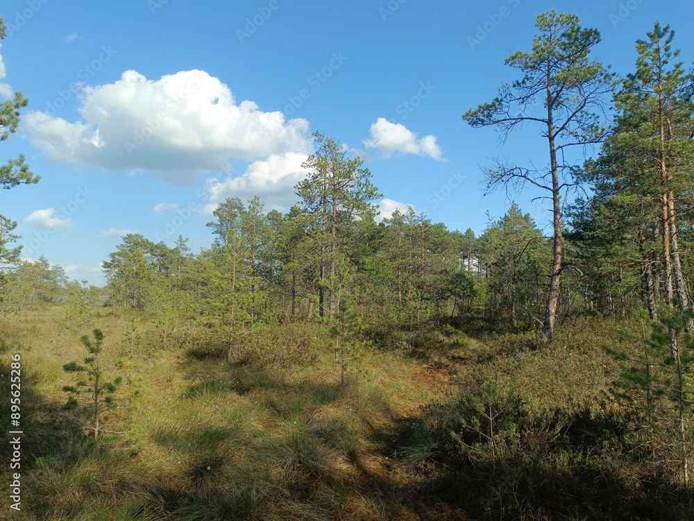 Rekyva forest during sunny summer day. Pine and birch tree woodland. Blueberry bushes are growing in woods. Sunny day with white and gray clouds in sky. Summer season. Nature. Rekyvos miskas. Rekyva forest during sunny summer day. Pine and birch tree woodland. Blueberry bushes are growing in woods. Sunny day with white and gray clouds in sky. Summer season. Nature. Rekyvos miskas.