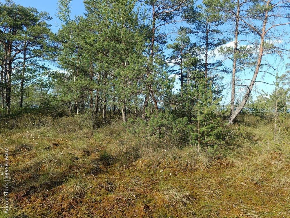 Rekyva forest during sunny summer day. Pine and birch tree woodland. Blueberry bushes are growing in woods. Sunny day with white and gray clouds in sky. Summer season. Nature. Rekyvos miskas. Rekyva forest during sunny summer day. Pine and birch tree woodland. Blueberry bushes are growing in woods. Sunny day with white and gray clouds in sky. Summer season. Nature. Rekyvos miskas.