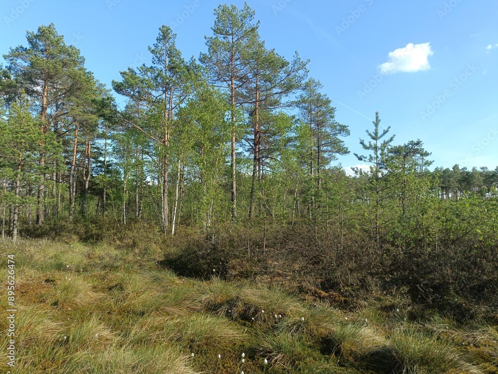 Rekyva forest during sunny summer day. Pine and birch tree woodland. Blueberry bushes are growing in woods. Sunny day with white and gray clouds in sky. Summer season. Nature. Rekyvos miskas. Rekyva forest during sunny summer day. Pine and birch tree woodland. Blueberry bushes are growing in woods. Sunny day with white and gray clouds in sky. Summer season. Nature. Rekyvos miskas.