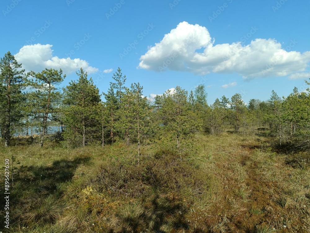 Rekyva forest during sunny summer day. Pine and birch tree woodland. Blueberry bushes are growing in woods. Sunny day with white and gray clouds in sky. Summer season. Nature. Rekyvos miskas.