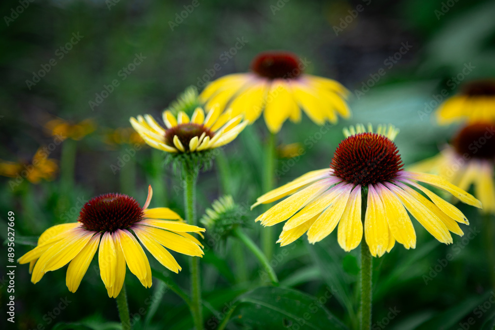 Obraz premium purple coneflower Echinacea purpurea amazing yellow flower in summer garden, Garden-Inspired Wallpaper or Desktop Background