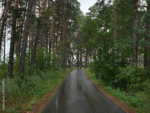 road in the forest