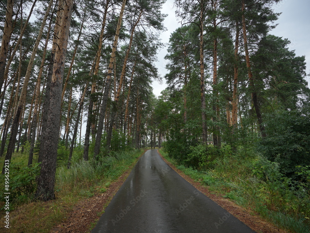 Fototapeta premium road in the forest