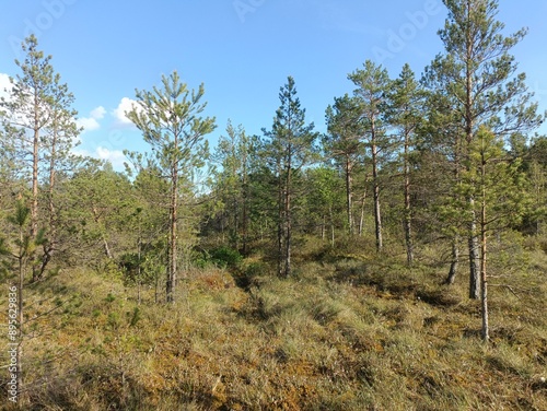 Rekyva forest during sunny summer day. Pine and birch tree woodland. Blueberry bushes are growing in woods. Sunny day with white and gray clouds in sky. Summer season. Nature. Rekyvos miskas.