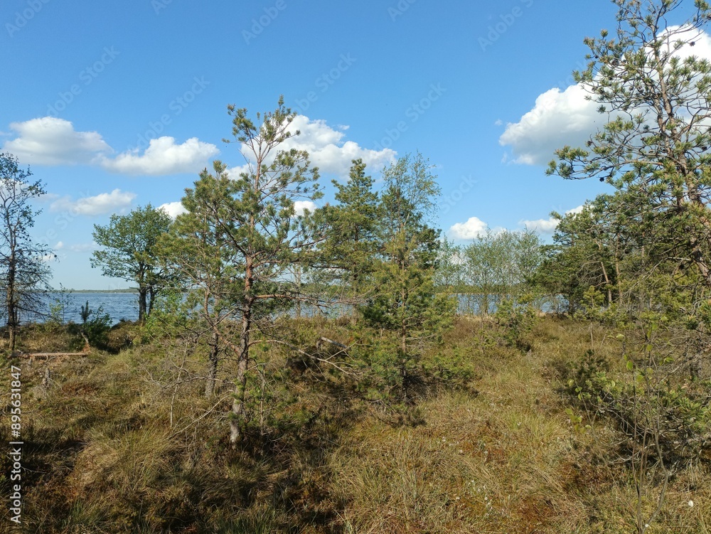 Rekyva forest and lake during sunny summer day. Pine and birch tree woodland. Wavy lake. Bushes and small trees are growing in woods. Sunny day with white clouds in sky. Nature. Rekyvos miskas. Rekyva forest and lake during sunny summer day. Pine and birch tree woodland. Wavy lake. Bushes and small trees are growing in woods. Sunny day with white clouds in sky. Nature. Rekyvos miskas.
