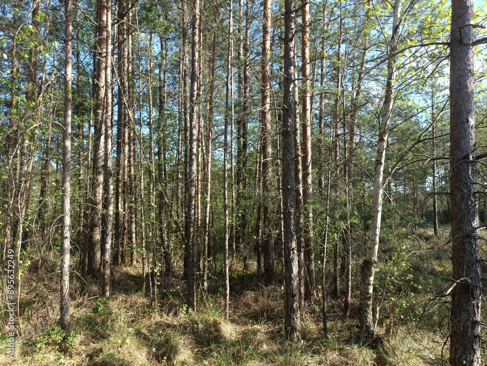 Rekyva forest during sunny summer day. Pine and birch tree woodland. Blueberry bushes are growing in woods. Sunny day with white and gray clouds in sky. Summer season. Nature. Rekyvos miskas. Rekyva forest during sunny summer day. Pine and birch tree woodland. Blueberry bushes are growing in woods. Sunny day with white and gray clouds in sky. Summer season. Nature. Rekyvos miskas.