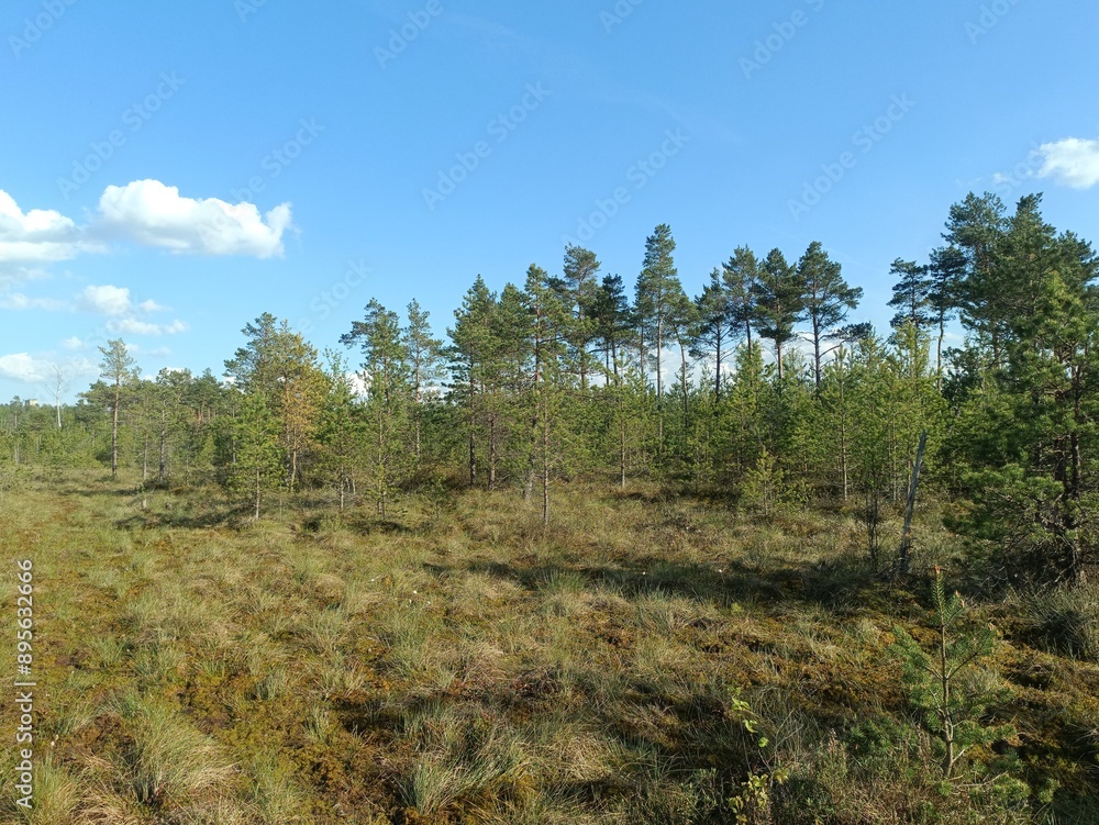 Rekyva forest during sunny summer day. Pine and birch tree woodland. Blueberry bushes are growing in woods. Sunny day with white and gray clouds in sky. Summer season. Nature. Rekyvos miskas. Rekyva forest during sunny summer day. Pine and birch tree woodland. Blueberry bushes are growing in woods. Sunny day with white and gray clouds in sky. Summer season. Nature. Rekyvos miskas.