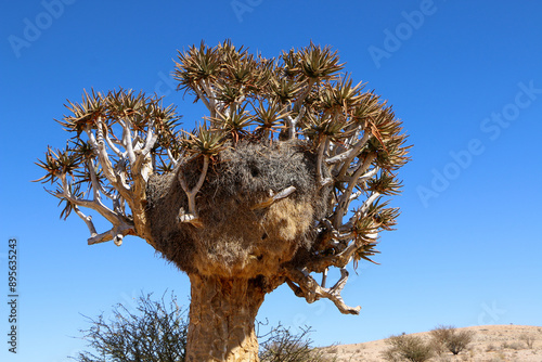 The Giant Communal Bird Nests of Sociable Weavers on quiver tree, South Africa photo