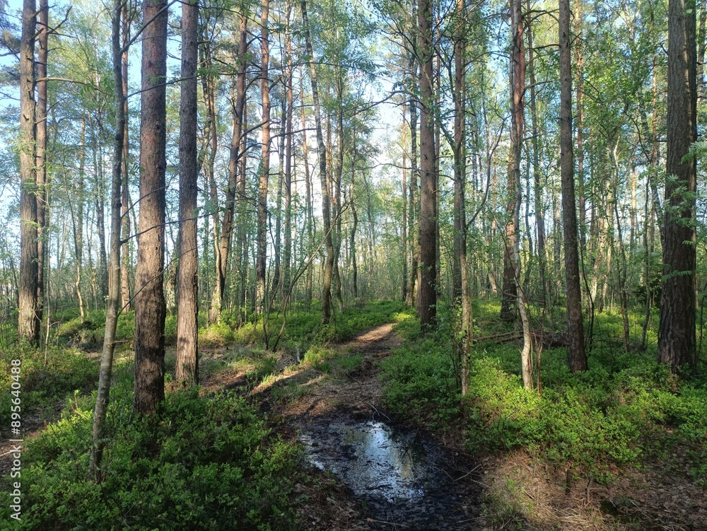 Rekyva forest during sunny summer day. Pine and birch tree woodland. Blueberry bushes are growing in woods. Sunny day with white and gray clouds in sky. Summer season. Nature. Rekyvos miskas. Rekyva forest during sunny summer day. Pine and birch tree woodland. Blueberry bushes are growing in woods. Sunny day with white and gray clouds in sky. Summer season. Nature. Rekyvos miskas.