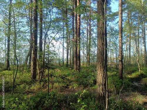 Rekyva forest during sunny summer day. Pine and birch tree woodland. Blueberry bushes are growing in woods. Sunny day with white and gray clouds in sky. Summer season. Nature. Rekyvos miskas.