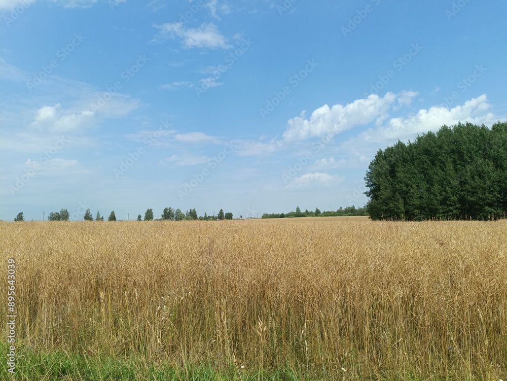 Field in somewhere. Countryside. Open field. Summertime. Unusual. Field in somewhere. Countryside. Open field. Summertime. Unusual.