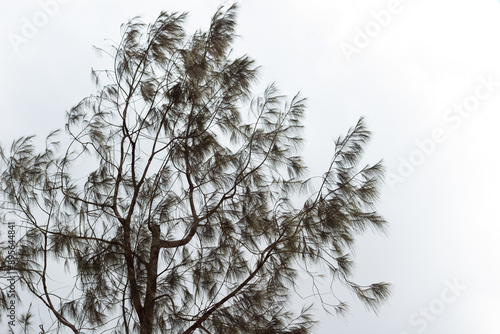 tree branches and dense leaves with a bright sky as the background