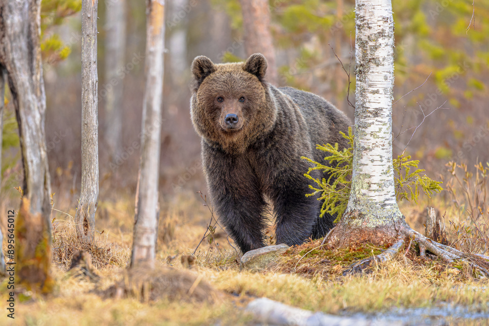 Fototapeta premium Eurasian brown bear waking up from hibernation