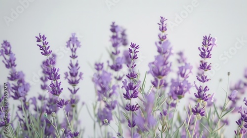 elegant bouquet of lavender sprigs their purple blooms contrast beautifully against a crisp white background delicate stems and buds create a fragrant rustic charm