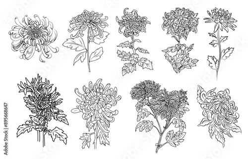 Set of Chrysanthemum November Birth month flower line art vector illustrations on transparent background. Modern minimalist design for logo, tattoo, wall art, poster, packaging, stickers, print.