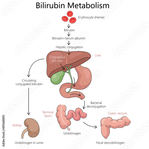 bilirubin metabolism, including erythrocyte breakdown, hepatic conjugation, excretion through kidneys and intestines diagram hand drawn vector illustration. Medical science educational illustration