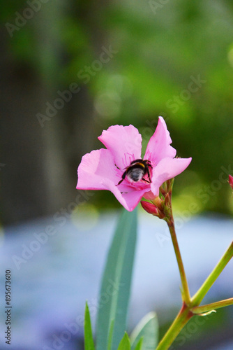  bumblebee bee on flower in home garden 