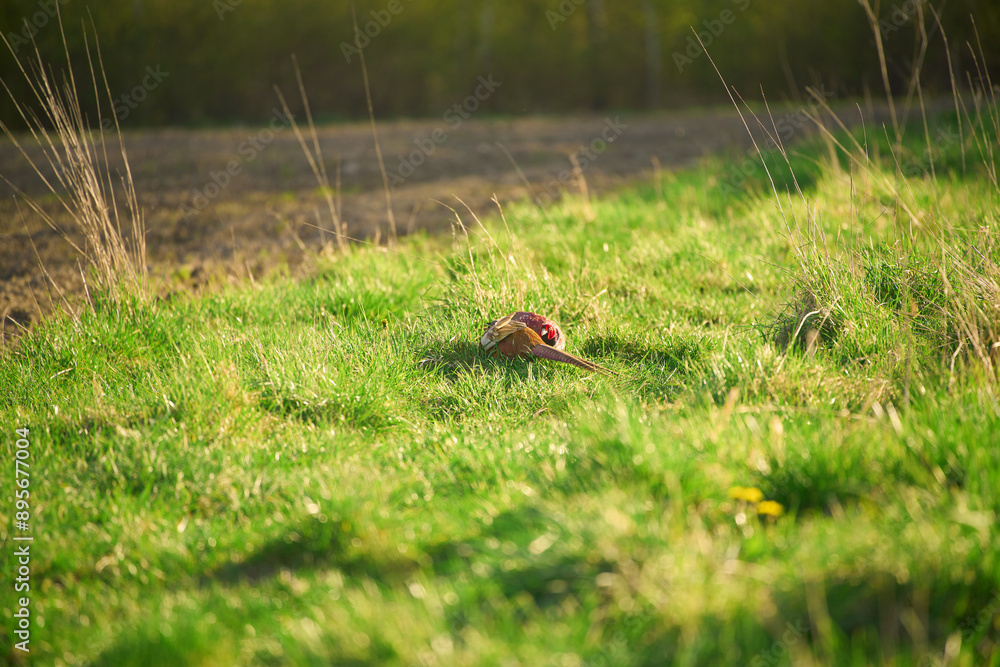 Two pheasants in a lush green meadow on a sunny spring day Two pheasants in a lush green meadow on a sunny spring day