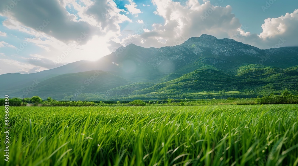 Fototapeta premium beautiful nature landscape of green grass field with mountain behind 