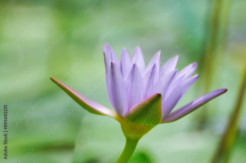 blossoming waterlily flowers in pond blossoming waterlily flowers in pond