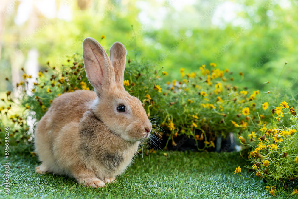 Fototapeta premium Lovely bunny easter brown rabbit on green grass with natural bokeh as background . Cute fluffy rabbit on wooden background Lovely mammal with beautiful bright eyes in nature life.Animal concept.