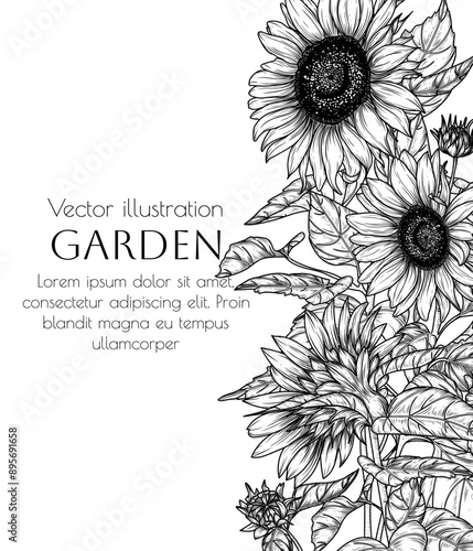 Vector frame of 3 sunflower flowers in engraving style