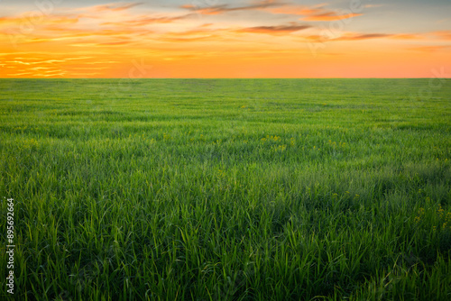 summer sunset over natural green grass field at agriculture farm