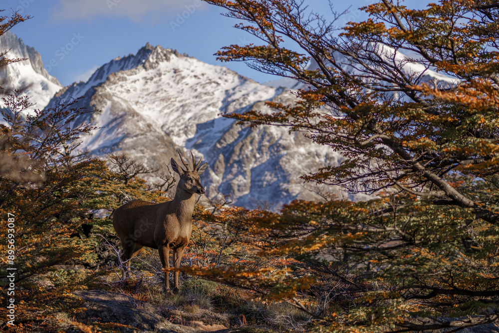 Huemul (Hippocamelus bisulcus) in Los Glaciares National Park Huemul (Hippocamelus bisulcus) in Los Glaciares National Park