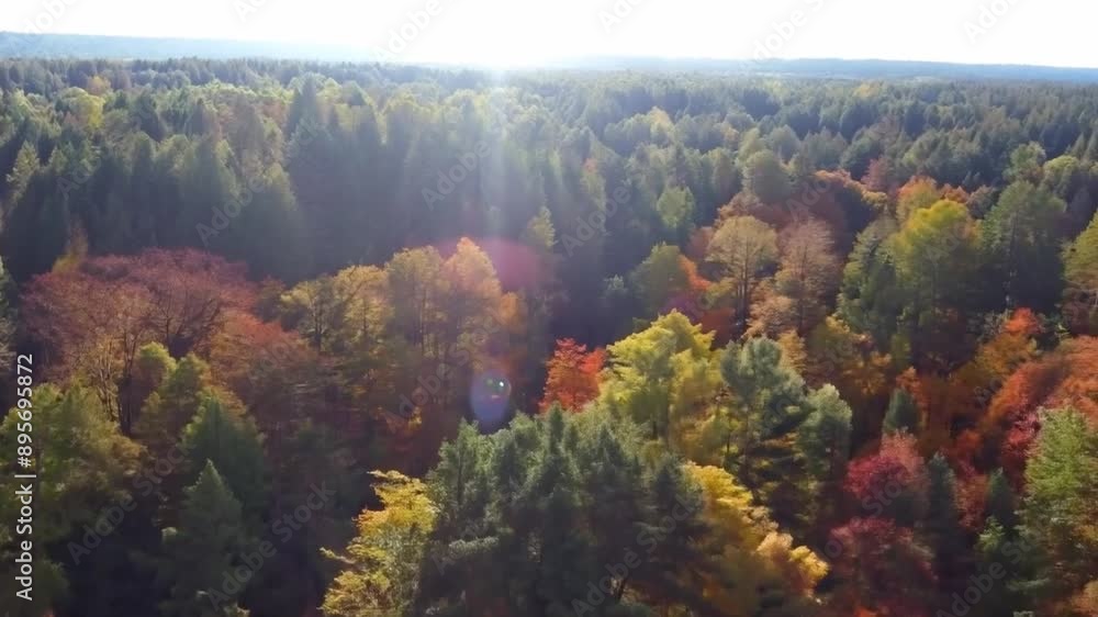 A dense forest in autumn, showcasing vibrant foliage. Natural, diffused lighting to enhance the colors. A dense forest in autumn, showcasing vibrant foliage. Natural, diffused lighting to enhance the colors.