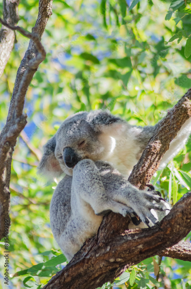 Obraz premium Cute koala bear resting on eucalyptus tree in its natural habitat on Magnetic Island, Queensland, Australia. The island is a holiday destination 8 km offshore of Townsville.