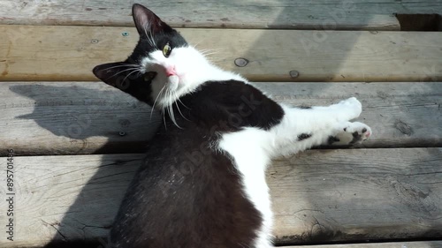 schwarz weiße Hauskatze