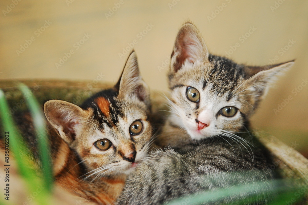 Domestic brown kitten and grey kitten are snuggling inside the plant pot in the garden. Very cute. Domestic brown kitten and grey kitten are snuggling inside the plant pot in the garden. Very cute.
