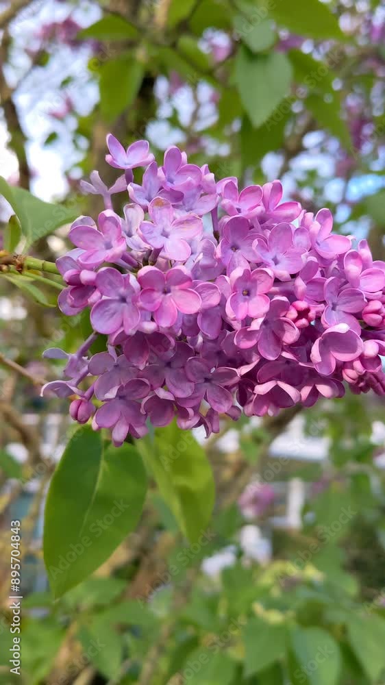 Pink lilac flowers, spring garden Pink lilac flowers, spring garden