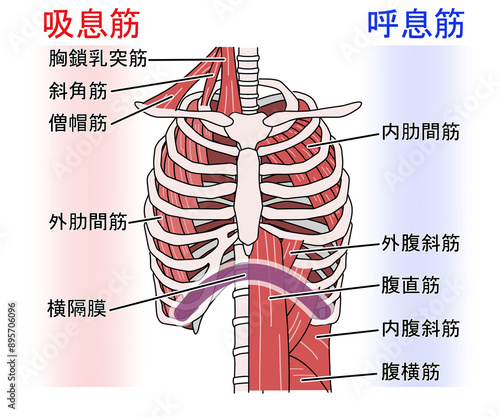 呼吸筋（文字あり）