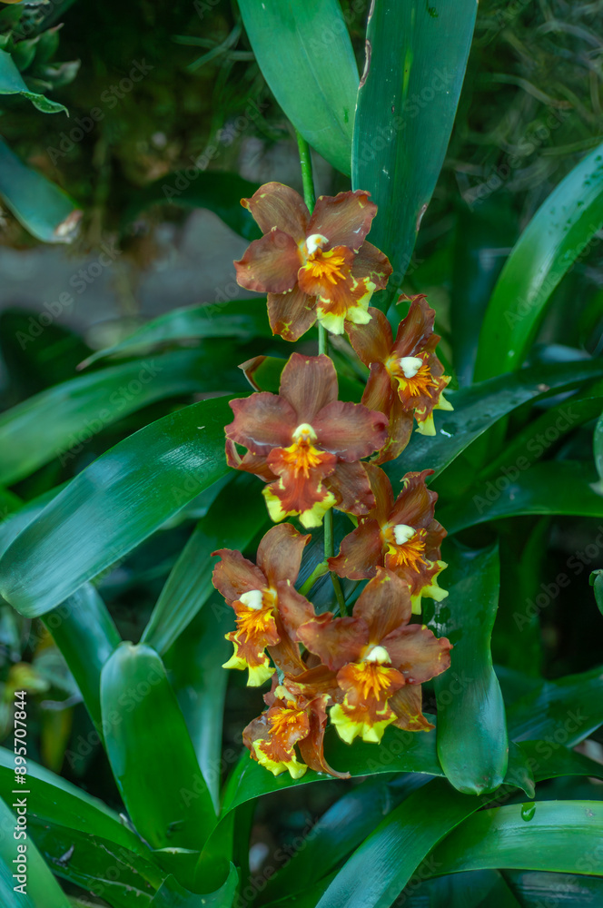 Obraz premium A close-up of a vibrant Oncidium Dancing Lady orchid, with rich orange and yellow blooms set against lush green foliage. The intricate flowers and verdant leaves are highlighted beautifully.
