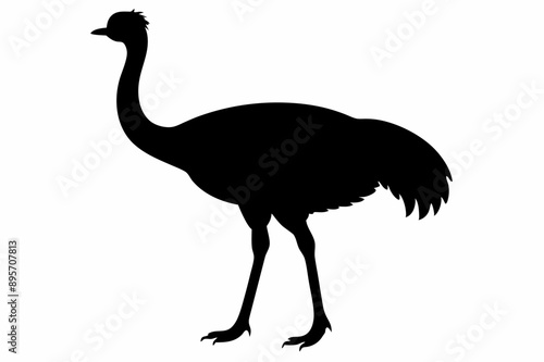 An Emu bird vector illustration photo