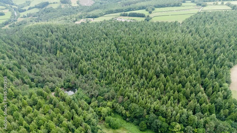 Drone aerial fly up showcasing the deep and lush woodland, Cornwall, UK Drone aerial fly up showcasing the deep and lush woodland, Cornwall, UK