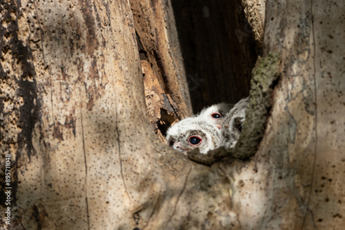 Obraz na plátně Tawny Owl chicks nesting in a dead tree trunk, County Durham, England, UK