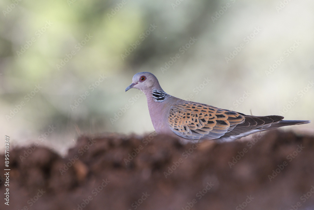 close-up shot of European turtle dove (streptopelia turtur) close-up shot of European turtle dove (streptopelia turtur)