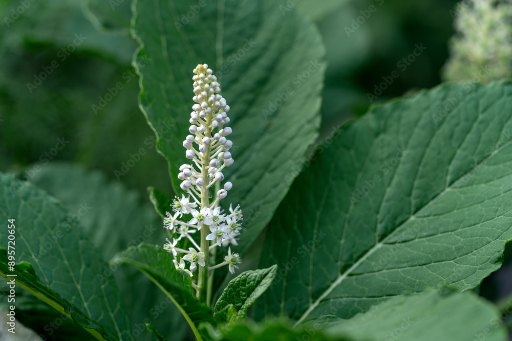 Blooming Phytolacca americana on a flower bed in the park closeup