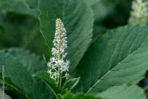 Obraz na płótnie Blooming Phytolacca americana on a flower bed in the park closeup w salonie