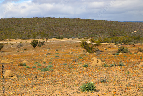 Fields covered in thousands of flowers in Namaqua National Park in spring photo