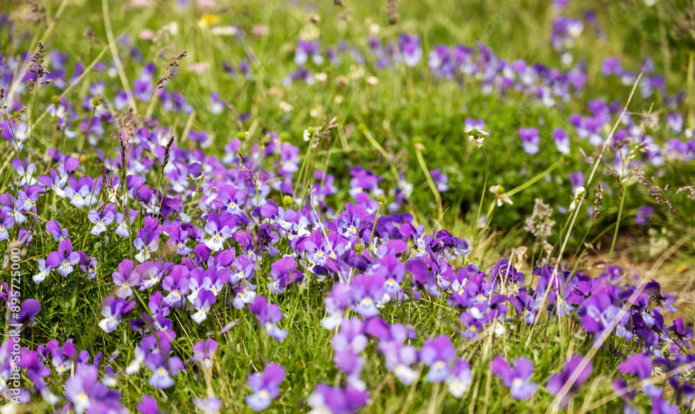 Wild Purple Pansy Flowers in the mountain Wild Purple Pansy Flowers in the mountain
