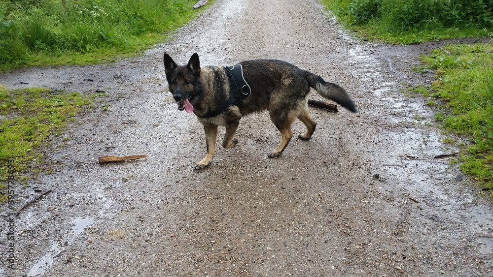german shepherd dog german shepherd dog