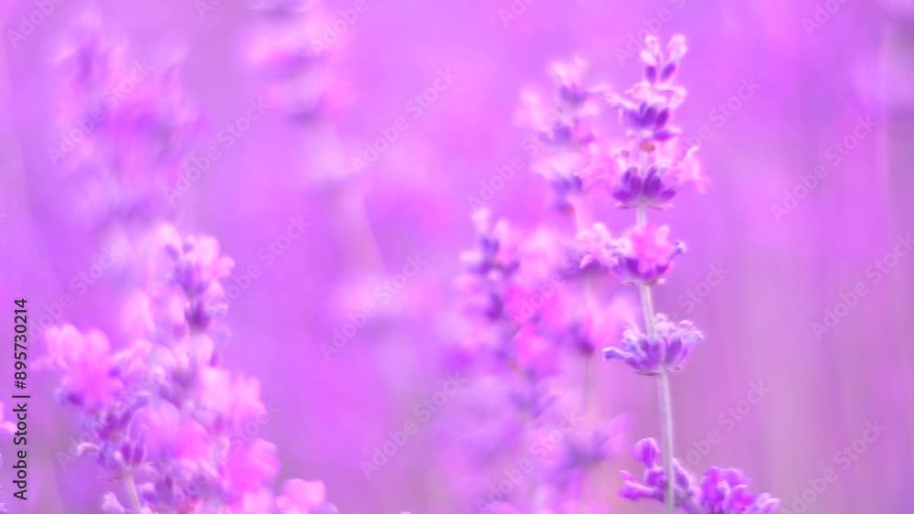 Lavender fields with fragrant purple flowers bloom at sunset. Lush lavender bushes in endless rows. Organic Lavender Oil Production in Europe. Garden aromatherapy. Slow motion, close up