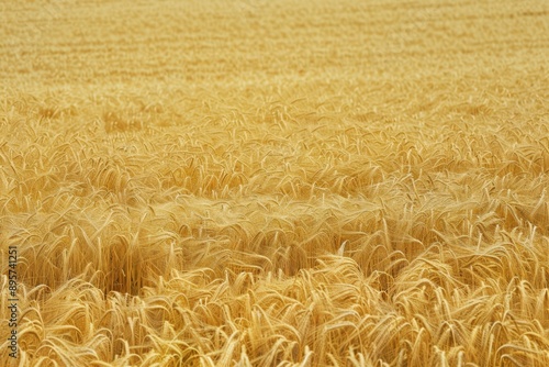 Golden field of crops, ready for harvest. Sunlit morning on farm. Wheat, barley or corn stalks in a rural setting.