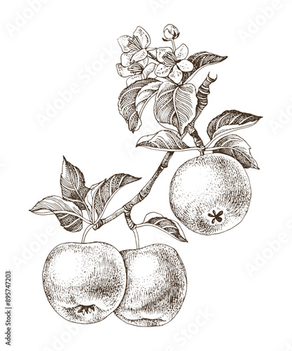 Apple tree branch with ripe fruits and flowers