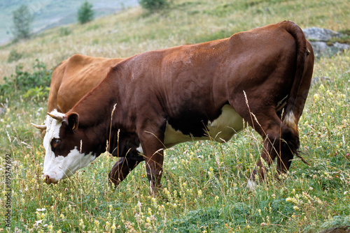 Vache, race Abondance, Alpes photo