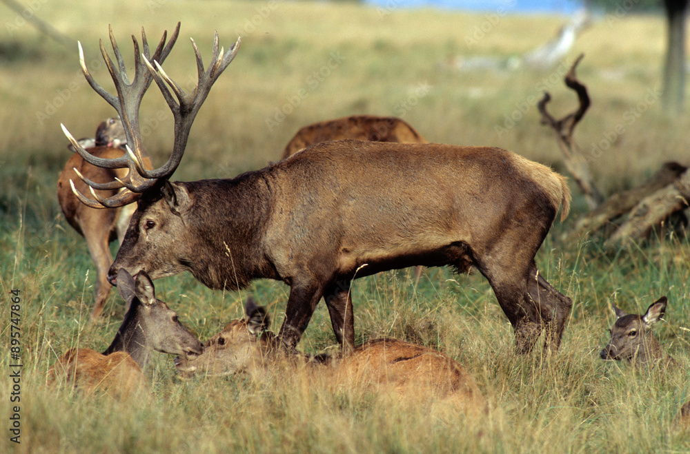 Obraz premium Cerf, biche, Cervus elaphus